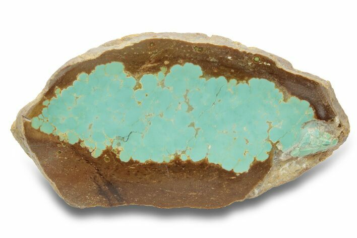 Polished Turquoise Slab - Number Mine, Carlin, NV #248333